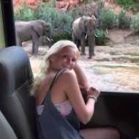 Student watching elephants from a bus window